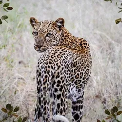 The Leopard