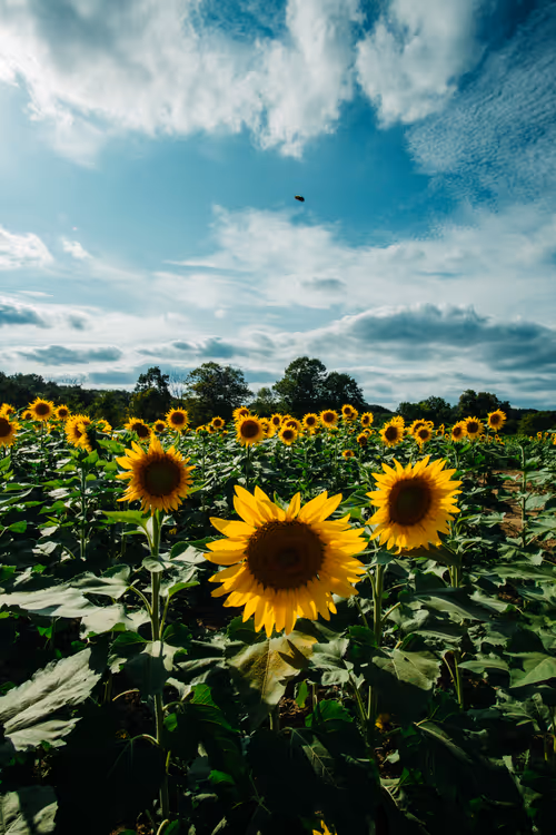 Item #11823596008958279649745844571271956333298936525700857190365538042576975691777 Media