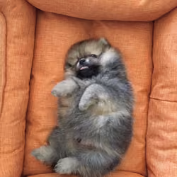 Krosh resting