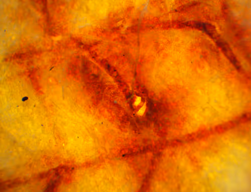 Item #71646257518770613568983710813551014237803002136866425209291834290176866123777 Media