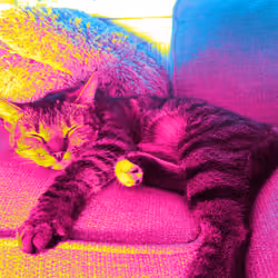 Cat no drama