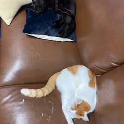 57432309319676179700798702069366385585354272226932054472084541940835381411841