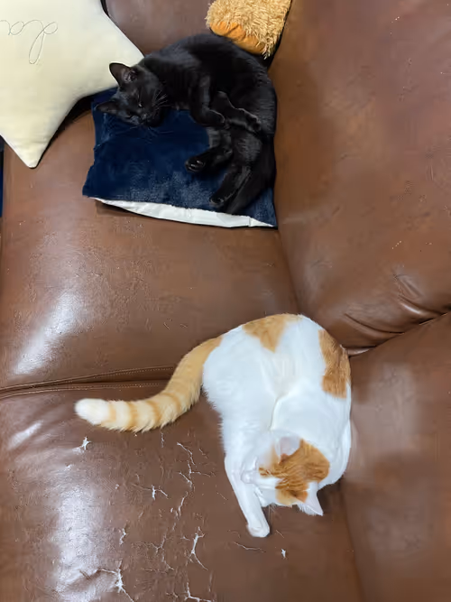 Item #57432309319676179700798702069366385585354272226932054472084541940835381411841 Media