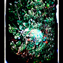 Vine Wrapping