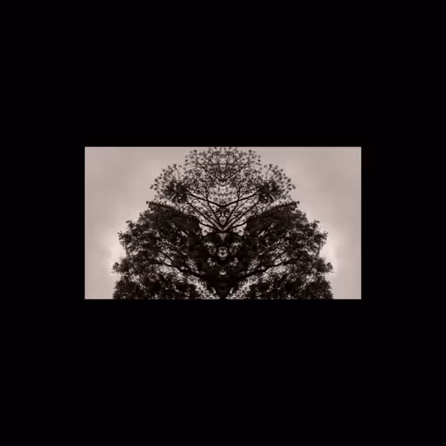 akavodevil Collection