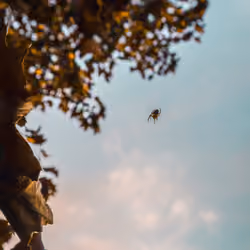 Charlotte's Web