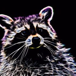 Neon Racoon
