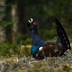 Capercaillie #7