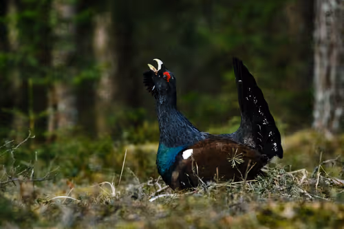 Item #38839638016567787645850386544013293643521983549526356004596178361938683625473 Media