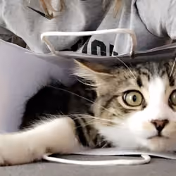 Bagged Mimmie