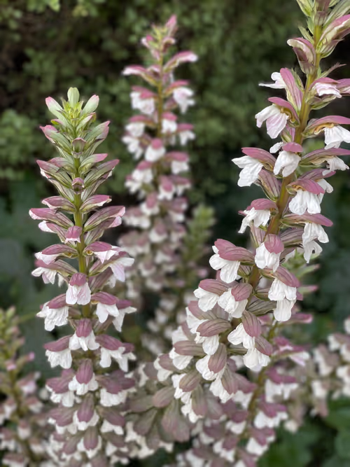 Item #66290421866561708106869782961777671001332545644432711787295824910909681172481 Media