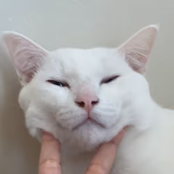 CAT 07