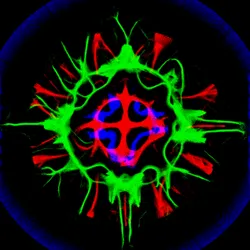 51929734946411346289540790635765095060363125039145709683616697119973822169089