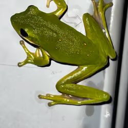 Backyard Friend 