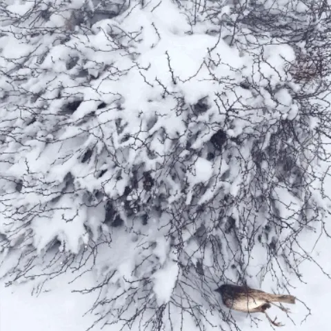 Kate Macdonald Verdure And Decay
