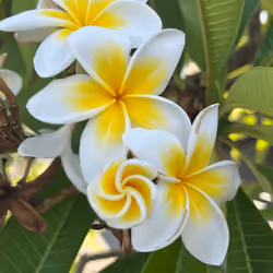 Magic Flower
