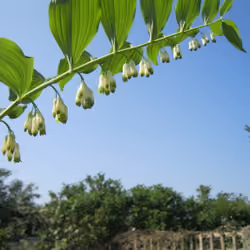 Bell Flowers