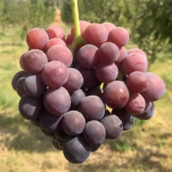 Flame Seedless grape