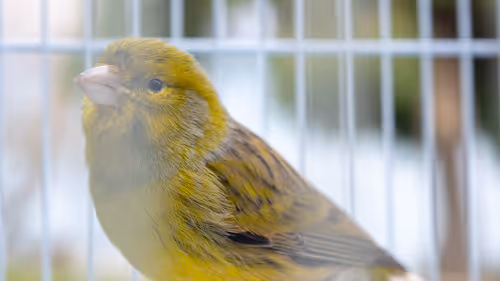 Item #29357035740362283304193054454536633820304787893462387818966021853689881296897 Media