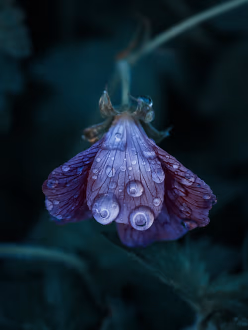 Item #103066555971611021134149055345018438449666255846358212838134356846586269532161 Media