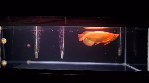 Item #72577950602801202182773585870283893329854498998085673350383076473487910502401 Media
