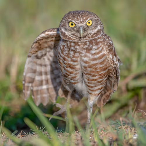 Florida Birds