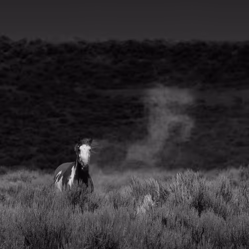 Wild Mustangs: Wild Spirit
