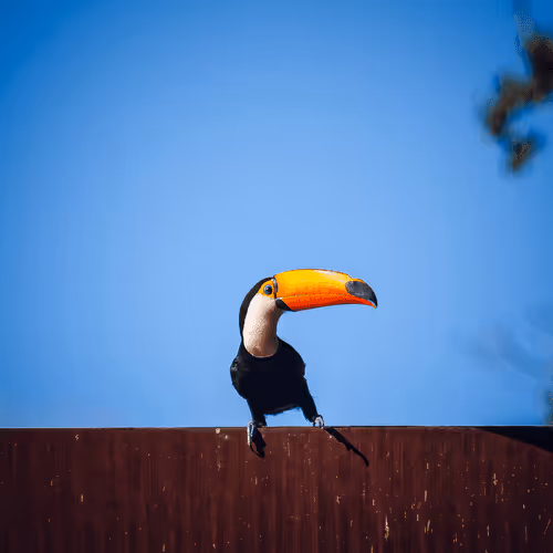 Tucano 