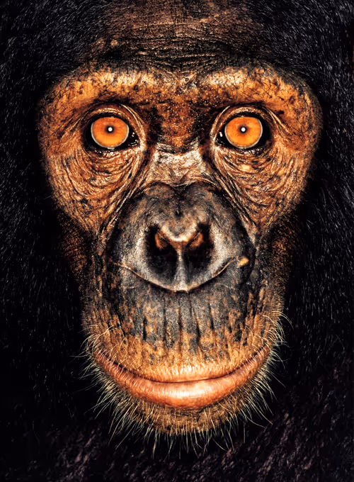 Item #109162157552346088047496633038404394118504199992061596446112929726076454699009 Media