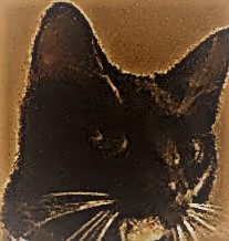 Tilly_2