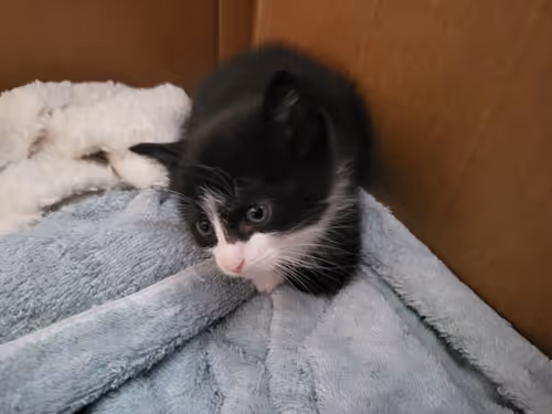 Item #28461787698947897266154548463120428231883431960056562745194698782598060048385 Media