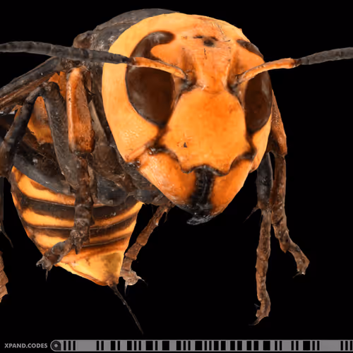 Item #58963443345665771353505984304139328775102797162935968682550101657171445940225 Media