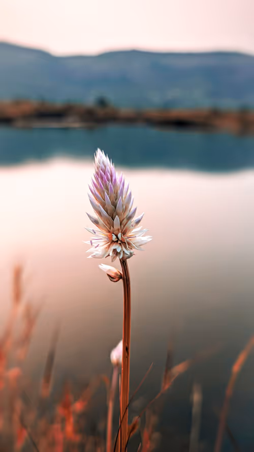 Item #105430292168461067605163639279760676416290262506760367786927535413879889723393 Media