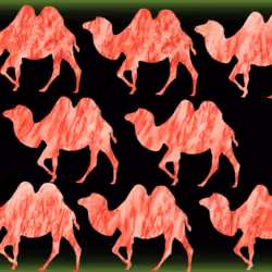 Eat Meat Save The Camel #0078