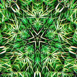 PHOTOSYNTHESIS_49