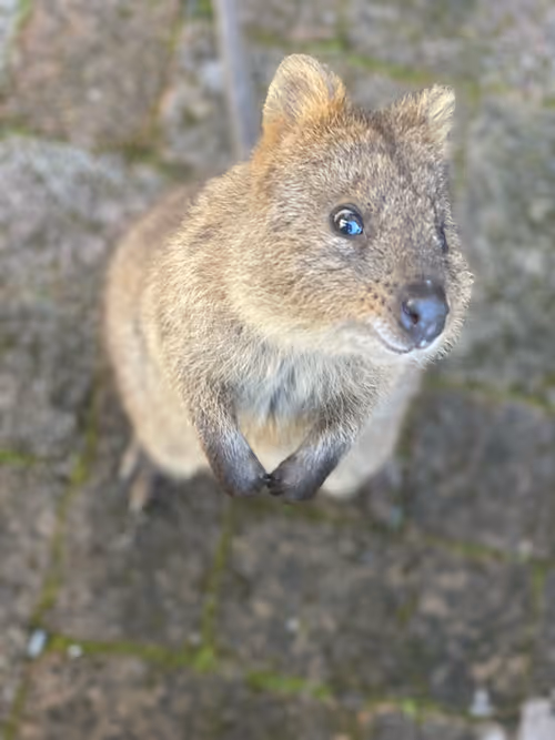 Item #19706736647229879656822454132754720829342414100240411727761358910145559527425 Media