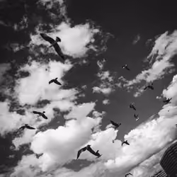 birbs.jpg
