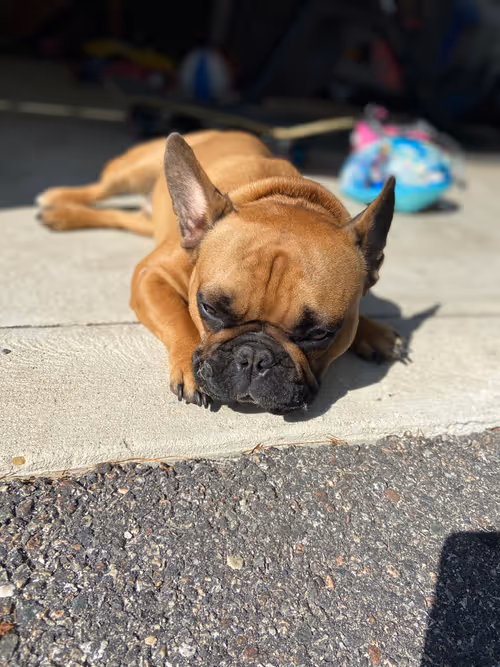 Item #42609404100416917612911281865588665806554825324658305223072319942627380166657 Media