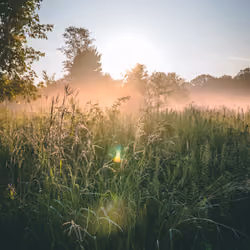 High Grass