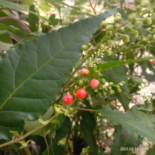 Item #15416064837448188610247350204521494909343598378477019548960405611411436208129 Media