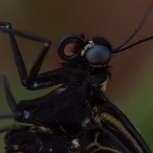 105090597216655980557633683149084672751347825439893935605656298013323283136513