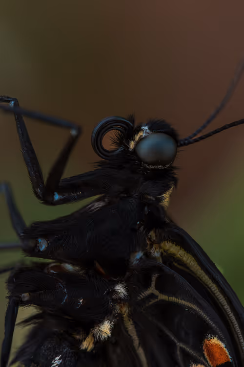 Item #105090597216655980557633683149084672751347825439893935605656298013323283136513 Media