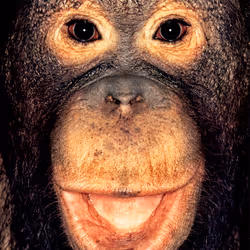 109162157552346088047496633038404394118504199992061596446112929737071570976769