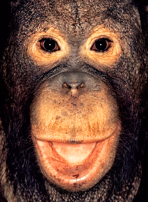 Item #109162157552346088047496633038404394118504199992061596446112929737071570976769 Media