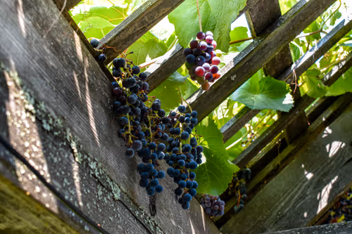 Item #32571599381915271373932081734413523199662368028101372806219517599635967311873 Media