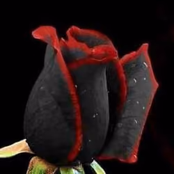 DancingRose