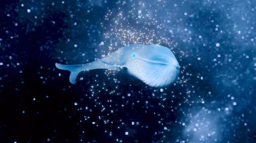 Item #34407012467013264369072826680281558624243883765584913843852975034160245637121 Media