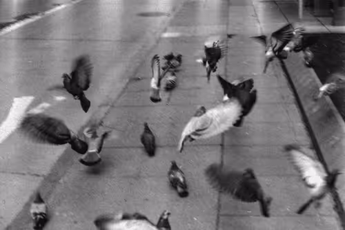 Freak In The Streets