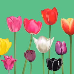 Tulips on a Lite Teal BG