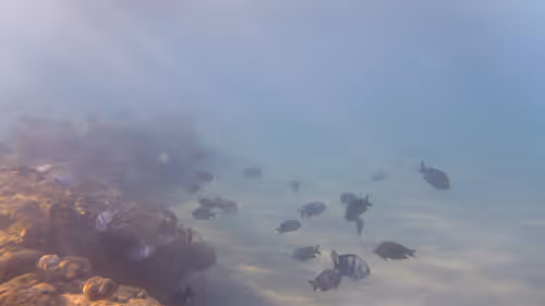 Item #32522392328516293709208538786472574869311995244495637720412795853159008305157 Media